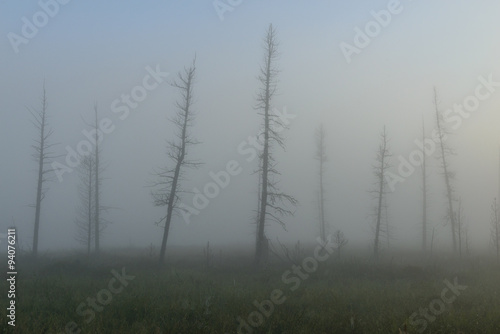 dead trees in the fog on the marsh in Yamal