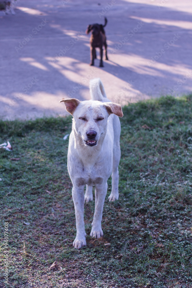 white thai dog