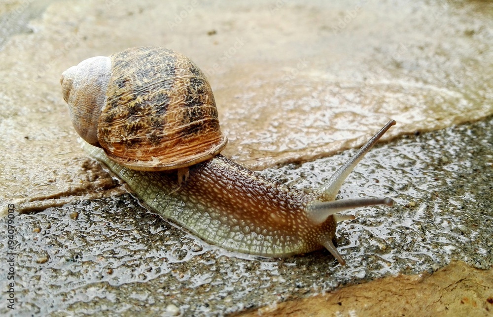 Schnecke mit Haus foto de Stock Adobe Stock
