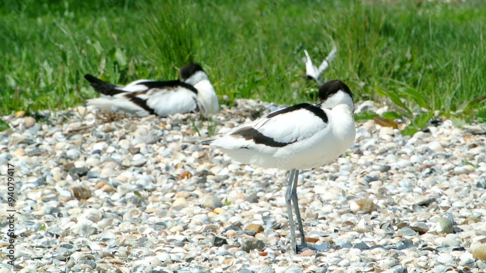 Pied Avocet (Recurvirostra avosetta) next a shell bank on the island of Texel, The Netherlands. Pied Avocet (Recurvirostra avosetta) next a shell bank on the island of Texel, The Netherlands.