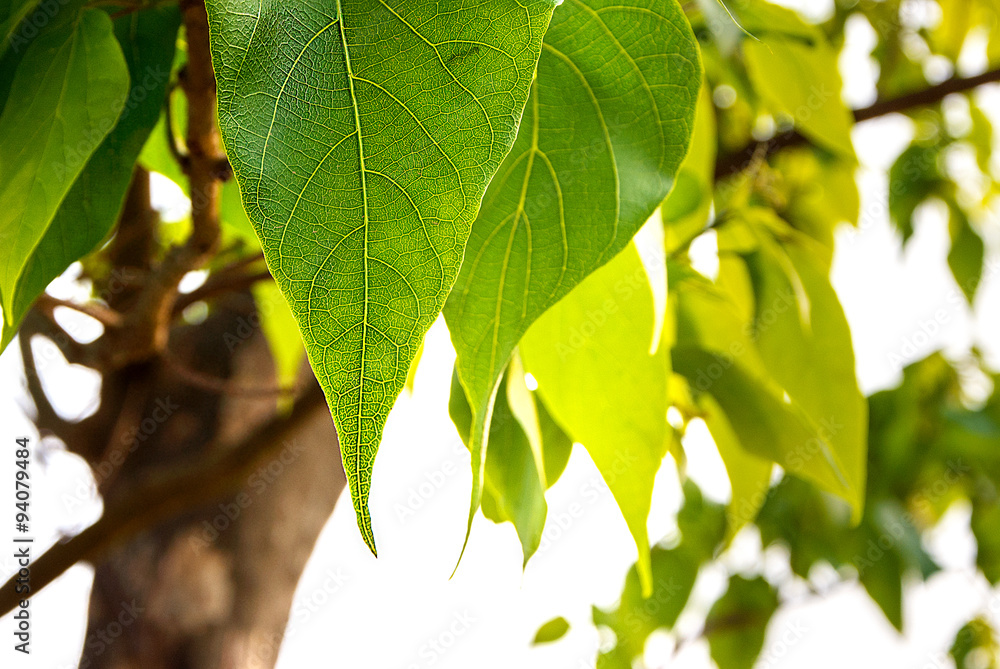 Fototapeta Leaf