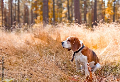  beagle in forest