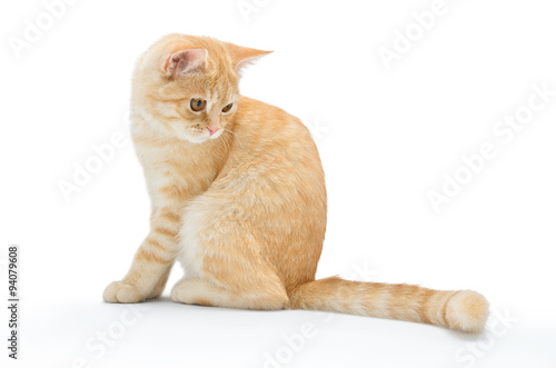 Young  carroty cat isolated on a white background