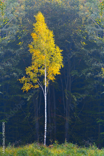 Fototapeta Naklejka Na Ścianę i Meble -  jesień w lesie