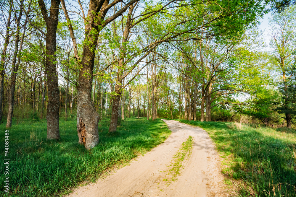 Obraz premium Beautiful Green Forest In Summer. Countryside Road, Path, Way, L