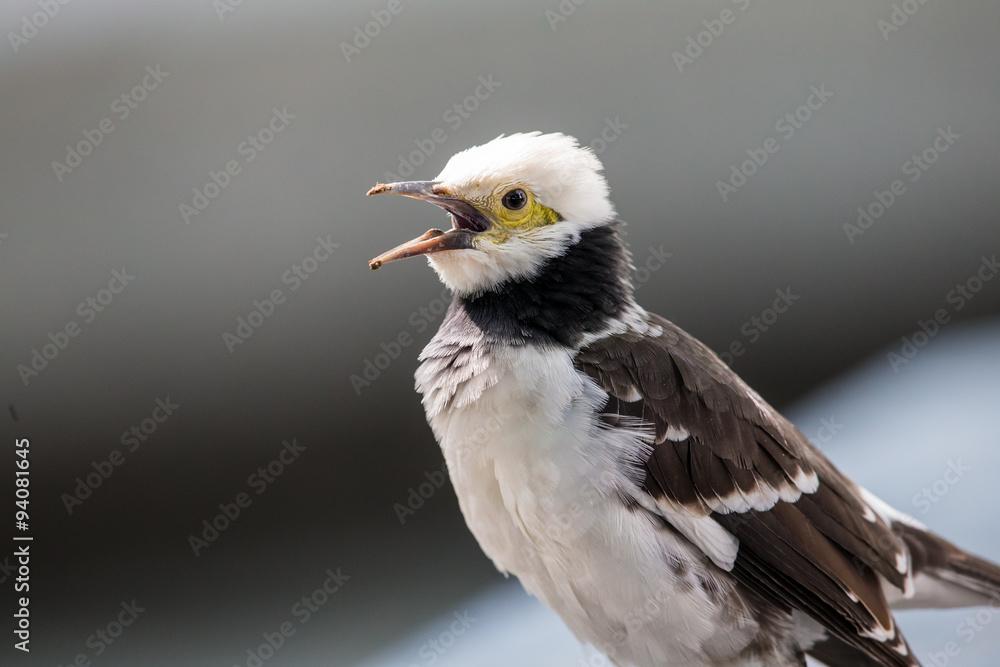 Fototapeta premium Black-collared Starling singing