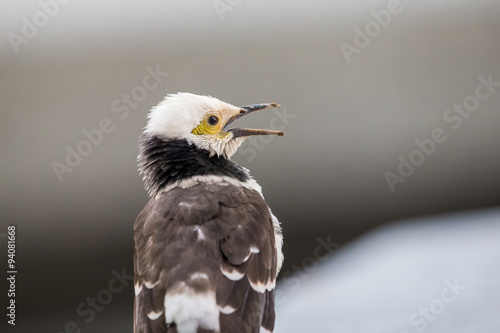 Black-collared Starling singing