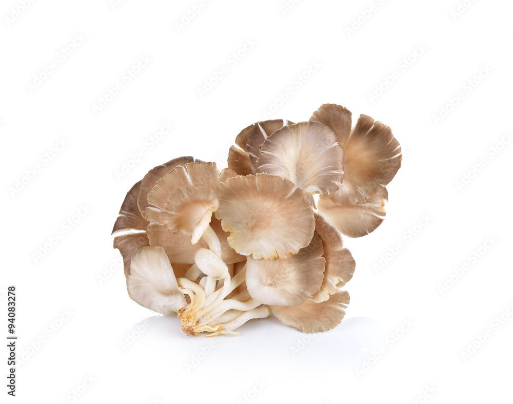 oyster mushroom on white background oyster mushroom on white background