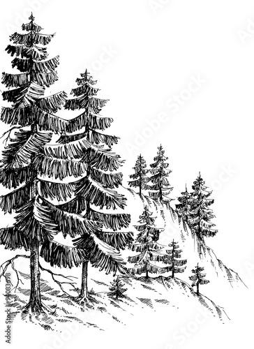 Pine forest, winter mountain landscape drawing