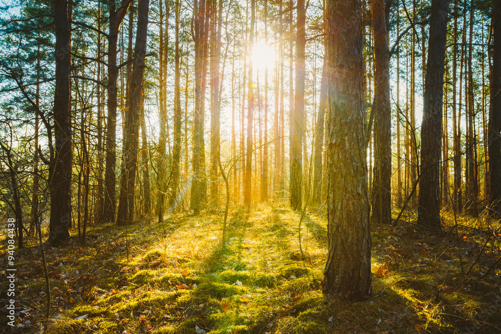 Sunset Sunrise In Spring Coniferous Forest Trees. Nature Woods Sunset Sunrise In Spring Coniferous Forest Trees. Nature Woods