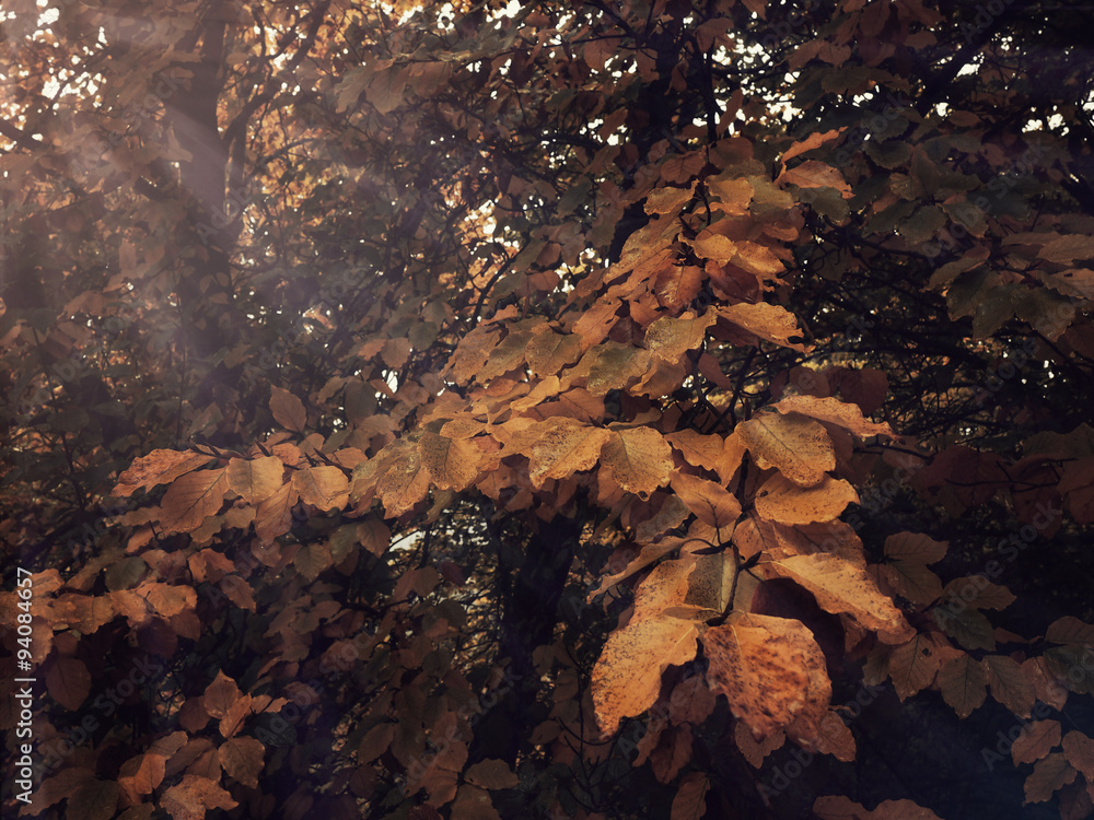 Vintage autumn leaves background 