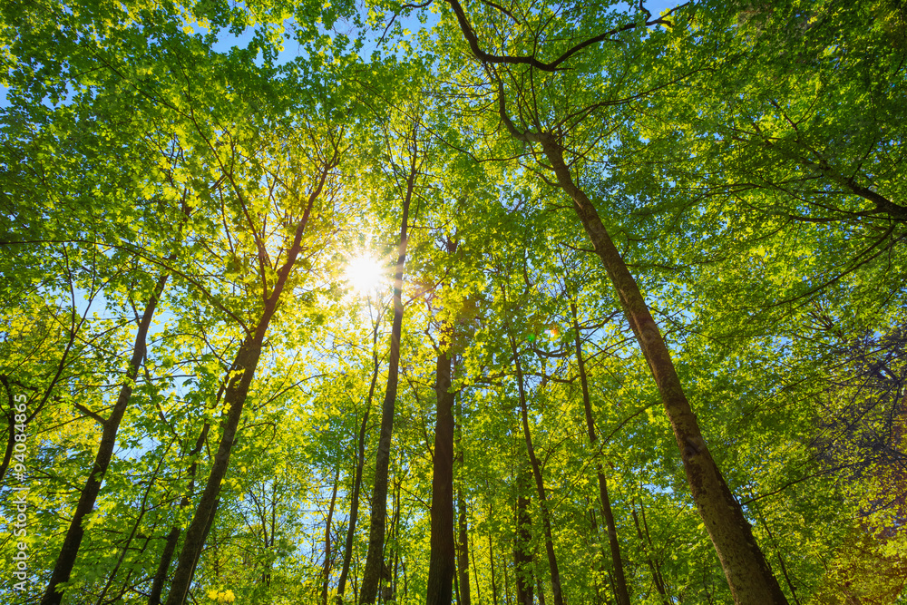 Spring Sun Shining Through Canopy Of Tall Trees. Upper Branches Spring Sun Shining Through Canopy Of Tall Trees. Upper Branches