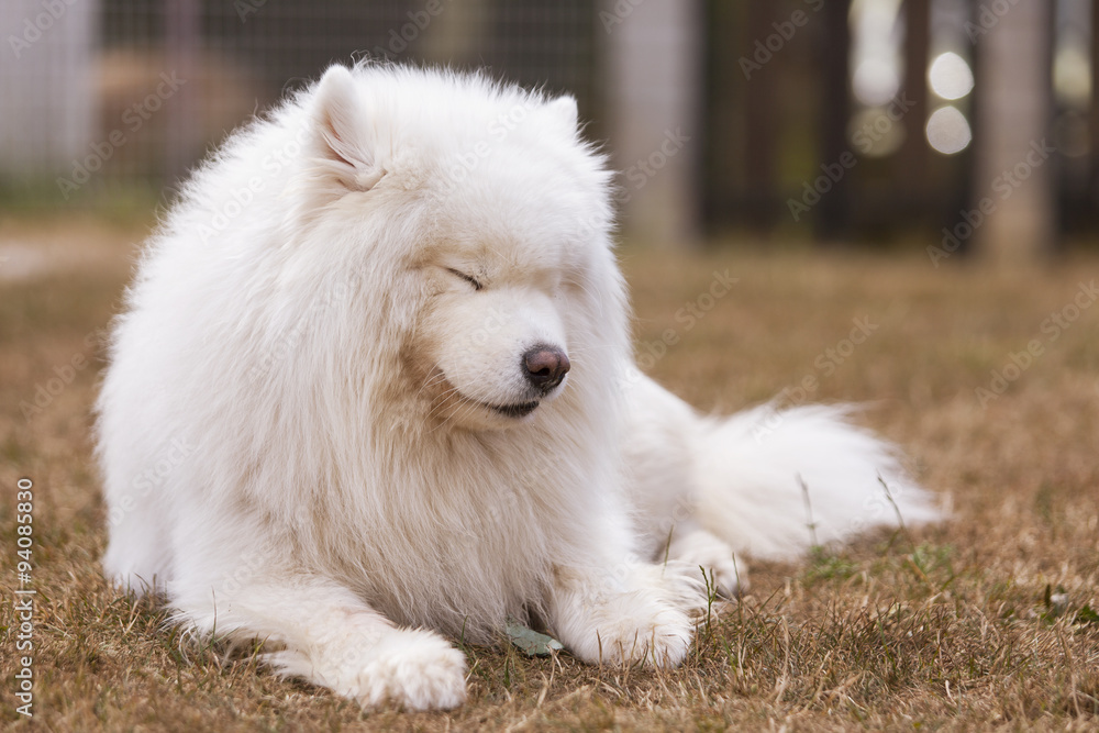 Perro Samoyedo durmiéndose en la hierba Perro Samoyedo durmiéndose en la hierba