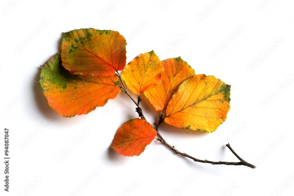 autumn colored leaves autumn colored leaves