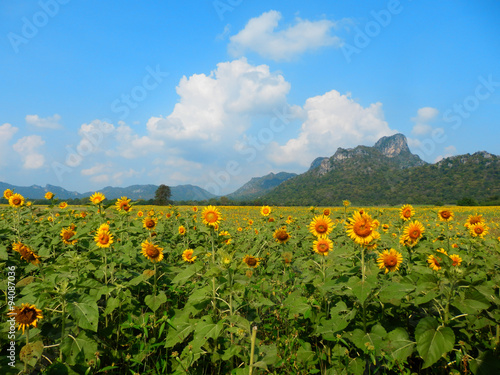 Sunflower Field