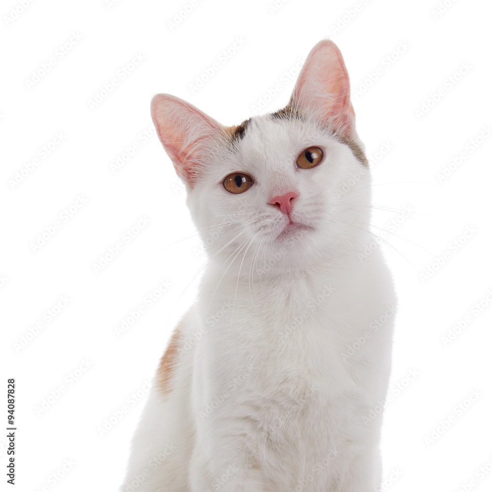 Portrait of a beautiful white domestic cat.