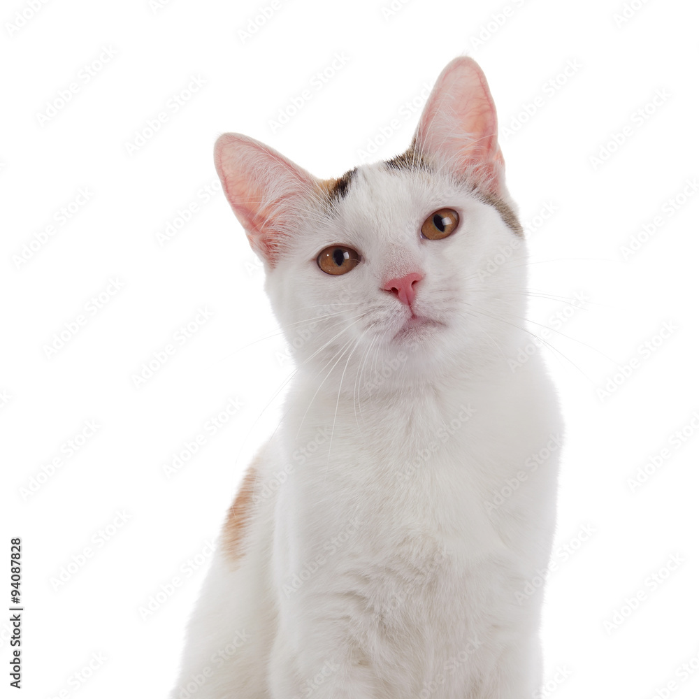 Portrait of a beautiful white domestic cat. Portrait of a beautiful white domestic cat.