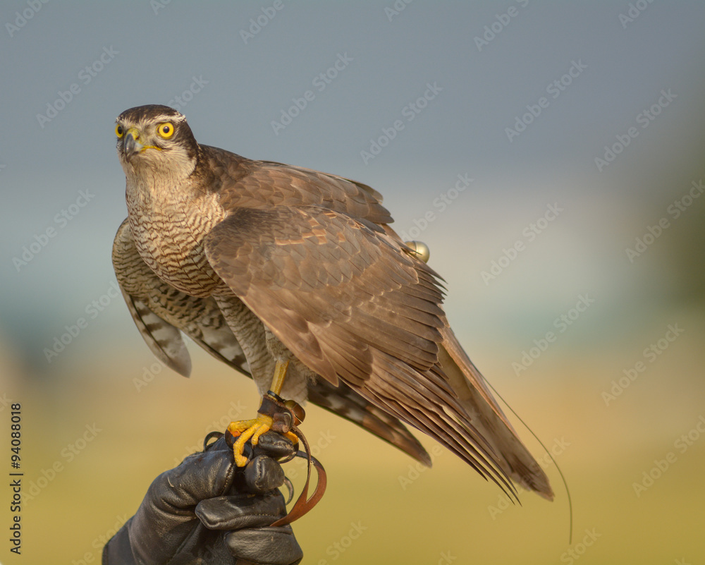 Fototapeta premium Falcon Training