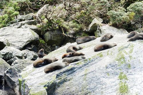 Seal Colony