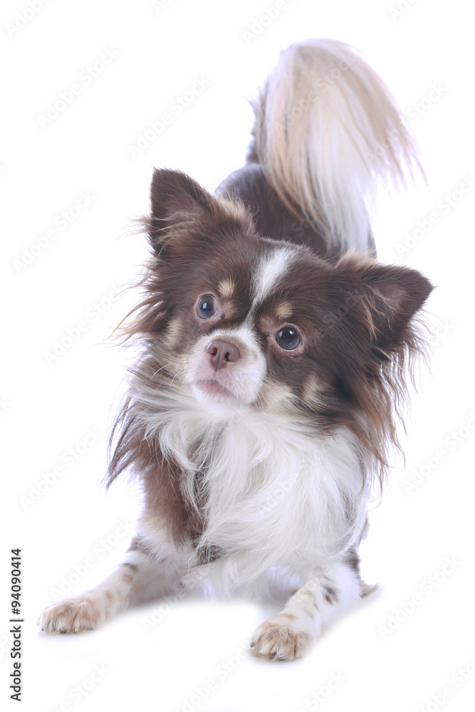 Chihuahua verbeugt sich Chihuahua verbeugt sich