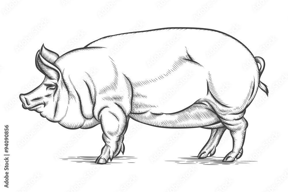 Fototapeta premium Engraving big pig or hog vector hand drawn illustration
