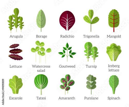 Salad ingredients. Leafy vegetables vector flat icons set