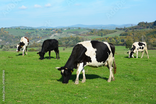 Cows grazing on a green meadow