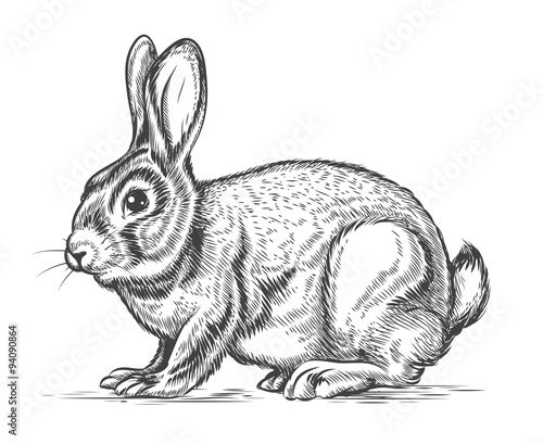 Hand drawn vector rabbit in engraving style