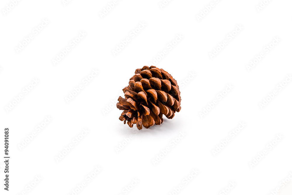 Pine cone on white background Pine cone on white background