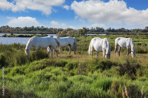Fototapeta Naklejka Na Ścianę i Meble -  Herd of white horses grazing near the lake