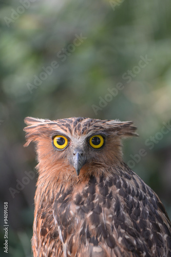 Brown fish owl head shot © aee_werawan