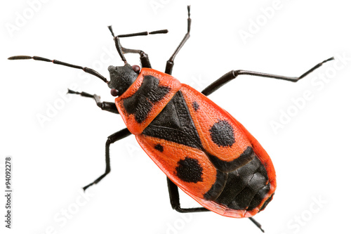 The firebug
