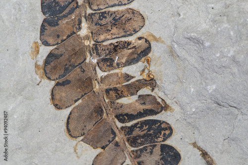 Pianta fossile Neuropteris ovata