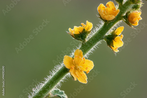 Photos Flowers of Agrimonia eupatoria