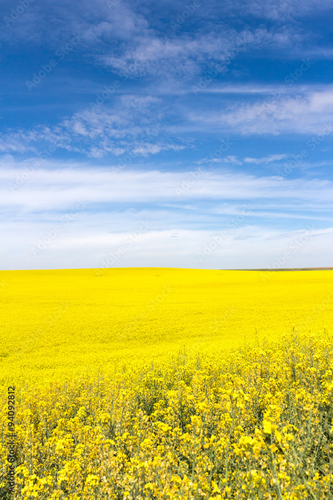 Yellow Canola Flower