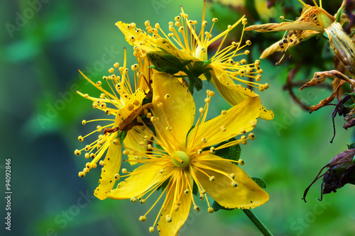 Hypericum perforatum