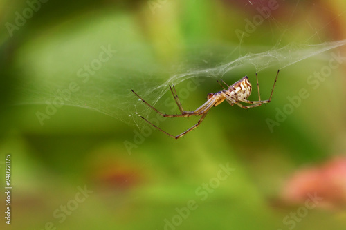 Spider Linyphia on the web, close-up