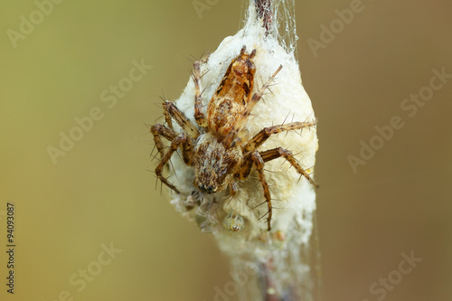 Oxyopes on the silk egg sac with litle baby spider