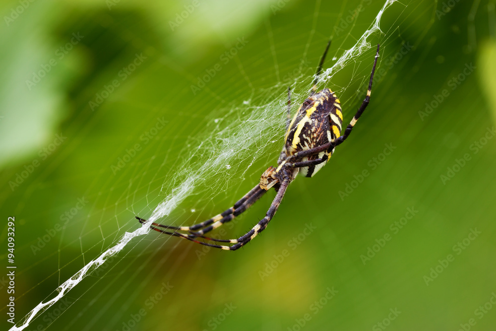 Argiope bruennichi on the web with stabilimentum Argiope bruennichi on the web with stabilimentum