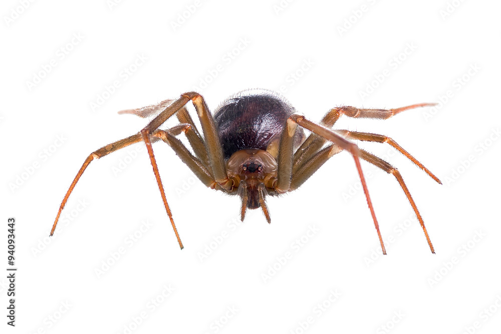 Brown house spider isolated on white background Brown house spider isolated on white background