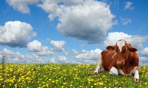Calf grazing in a green field.