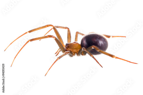 Cupboard spider (Steatoda grossa) on white background
