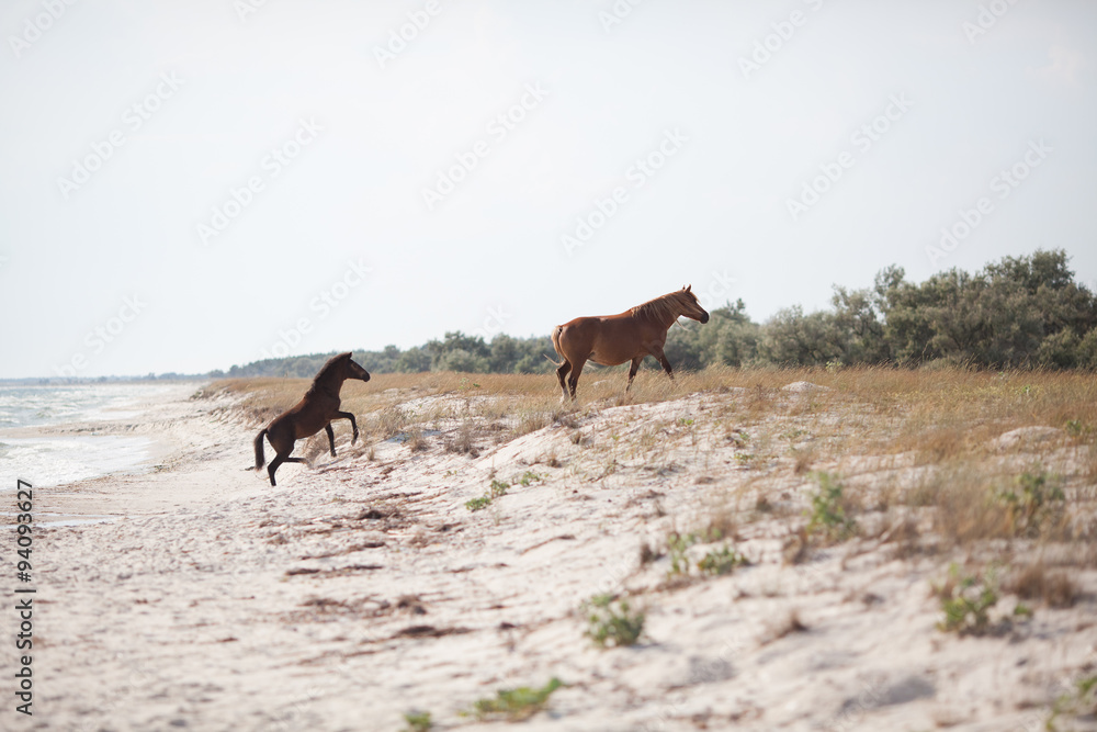 Wild horses on the beach