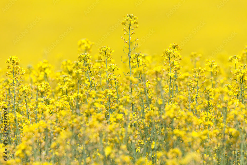 Obraz premium Yellow Canola Flower