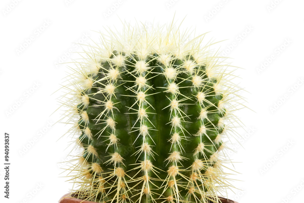 Cactus Isolated On White Background Cactus Isolated On White Background