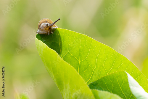 Small brown snail on a green leaf