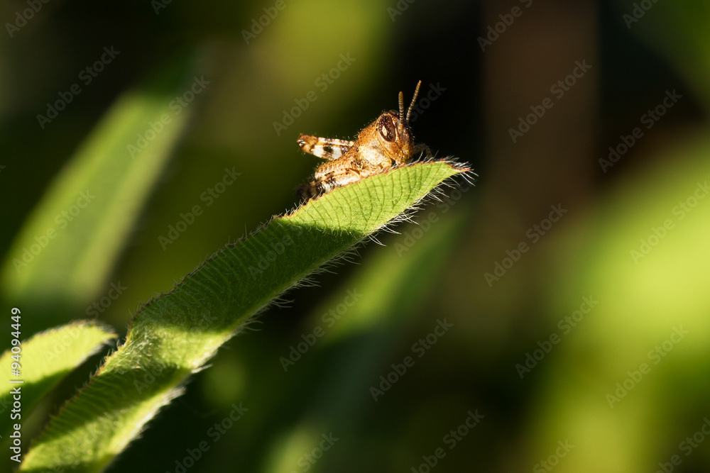 Fototapeta premium grasshopper on green grass