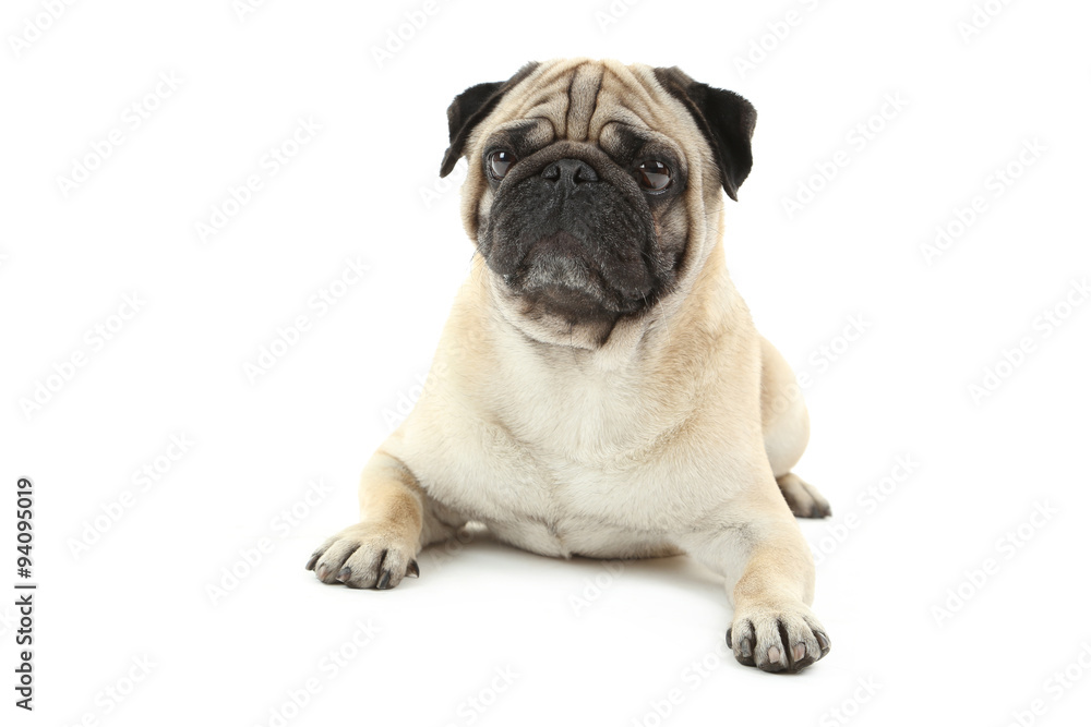 Funny pug dog isolated on a white