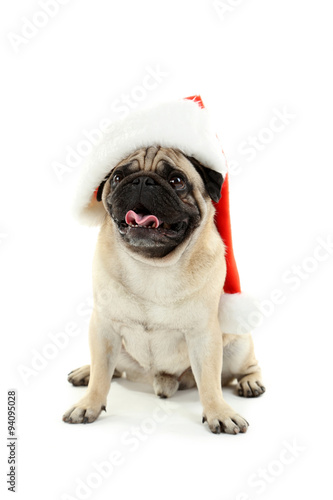 Funny pug dog with santa hat isolated on a white © 5second