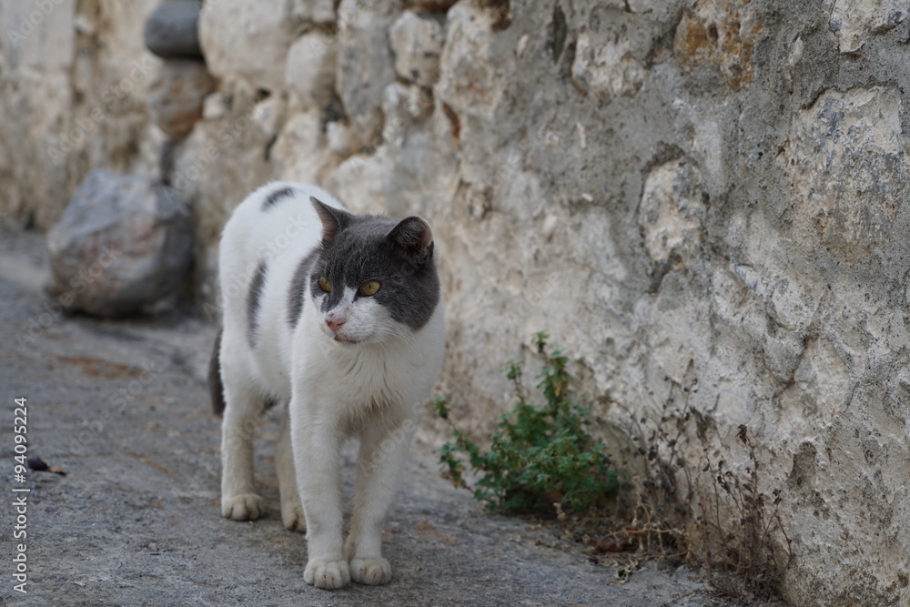 cat at street